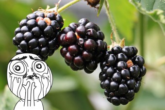 Végleg megszűnik a legendás mobil