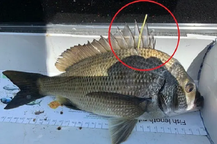 Milliomossá tehet ez a hal, ha kifogod