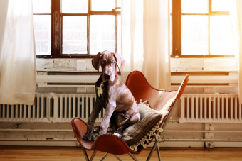 Három hónapnyi sört kap, aki befogad most egy kutyát