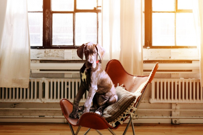 Három hónapnyi sört kap, aki befogad most egy kutyát