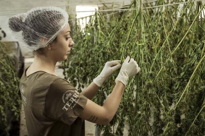 Megugrott a marihuánakereslet a koronavírus miatt 1