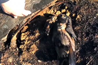 A világ legszebb roncstemetőjéhez indult, de egész mást talált a magyar videós