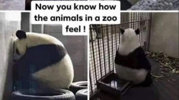 Hamilton: Most megtudjuk, milyen az állatkertben! 1