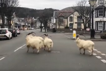 Kecskék vették át az uralmat egy városban, ami a vírus miatt elnéptelenedett