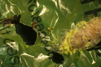 Ez az állat mentheti meg a Földet a műanyagszeméttől