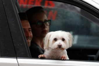 Óvatosabban vezetünk, ha kutya is van az autóban