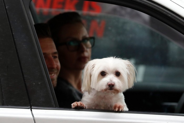 Óvatosabban vezetünk, ha kutya is van az autóban