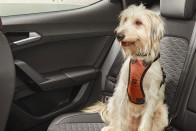 Óvatosabban vezetünk, ha kutya is van az autóban 9