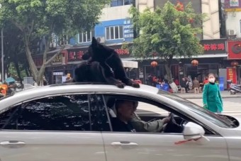 Nem volt hely a kocsiban, a tetőn utaztatta a kutyáját gazdája