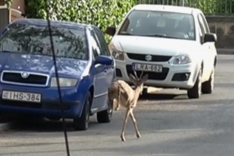 Őzbak rohangált Szombathelyen az autók között