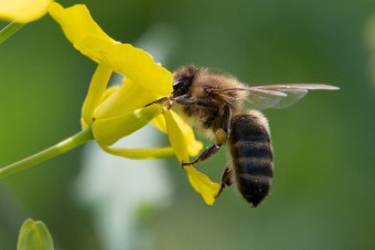 180 ezer apró új dolgozó a Bentley-nél