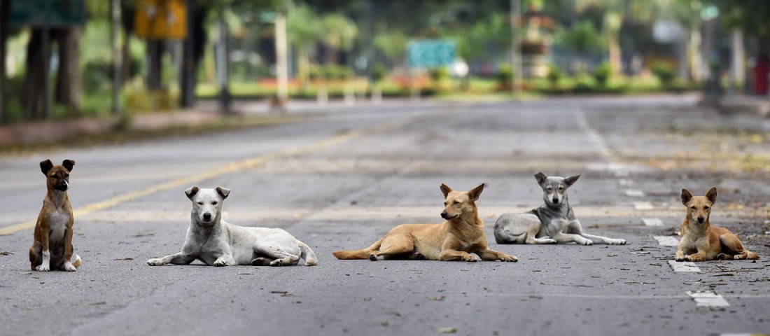 Kutya okozta egy nyugdíjas halálát