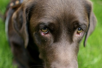 Kutya okozta egy nyugdíjas halálát