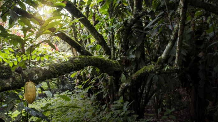 Így készül a világ egyik legdrágább csokija 1