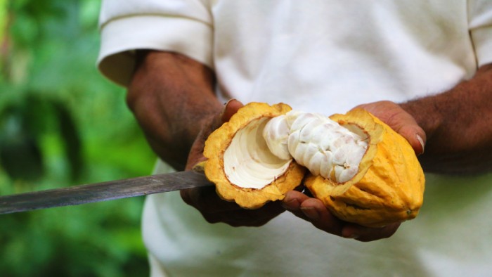 Így készül a világ egyik legdrágább csokija 2