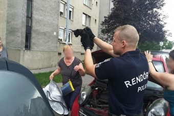 Autó motorteréből mentettek cicát a budai rendőrök