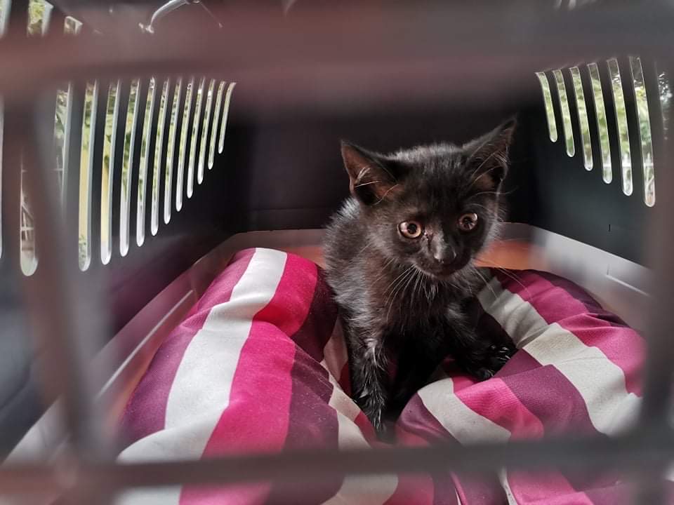 Autó motorteréből mentettek cicát a budai rendőrök 1