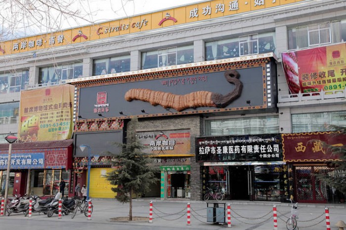 Ez a parazita drágább, mint az arany 3