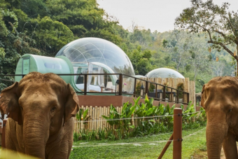 Elefántok közelében, buborékban alhatunk Thaiföldön 