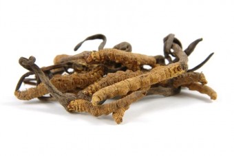 Ez a parazita drágább, mint az arany