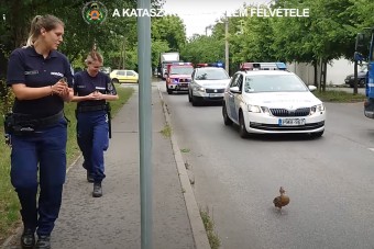 Rendőri kíséretet kapott egy kacsacsalád Budapesten