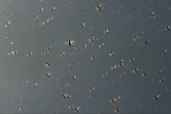 Metálzenét vetnek be a sáskajárás ellen