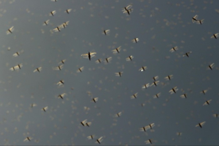 Metálzenét vetnek be a sáskajárás ellen