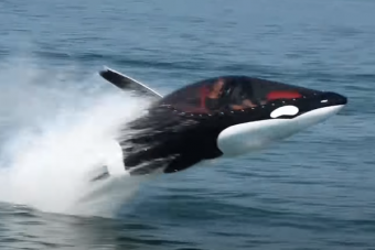 Ez a mechanikus delfin a legjobb vízi szórakozás, ami pénzért megvehető