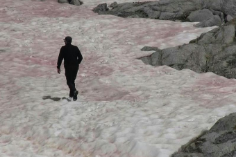 Rózsaszín havat vizsgálnak az Olasz-Alpokban