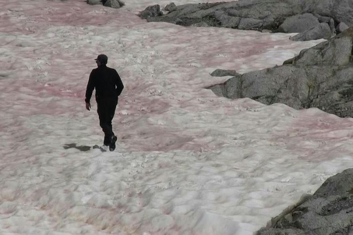 Rózsaszín havat vizsgálnak az Olasz-Alpokban