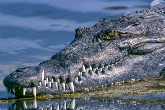Ne félj, ha így hörög rád egy aligátor, lehet, hogy csak udvarolni akar