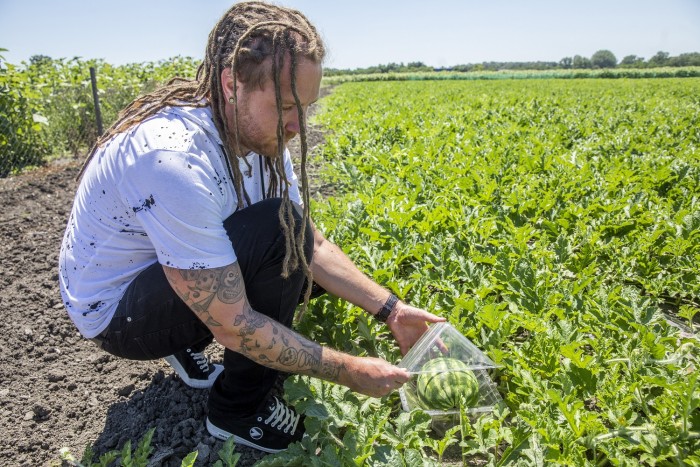 Már Magyarországon is termesztenek kocka alakú dinnyét