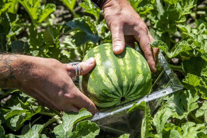 Már Magyarországon is termesztenek kocka alakú dinnyét 2 | Vezess Már Magyarországon is termesztenek kocka alakú dinnyét 2