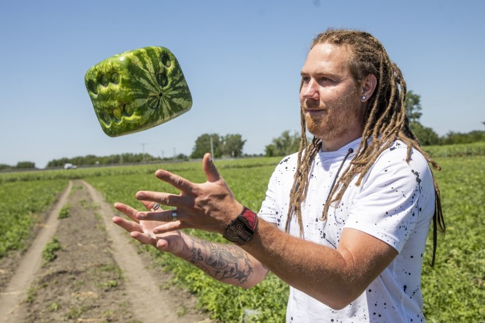 Már Magyarországon is termesztenek kocka alakú dinnyét 3 | Vezess Már Magyarországon is termesztenek kocka alakú dinnyét 3