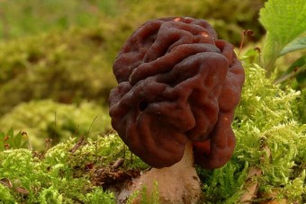 Halálos, mégis imádják a finnek ezt a gombát