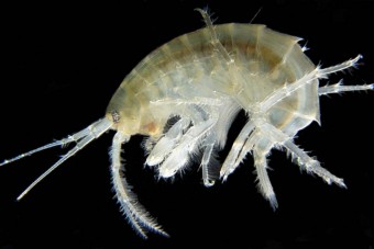 Négy nap alatt leszámol a műanyaggal egy rákféle