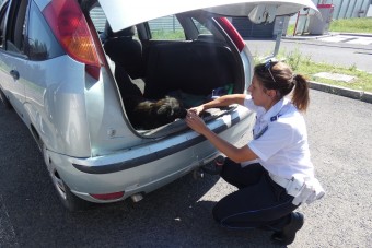 Ittas sofőrt fogtak, majd kiskutyát mentettek a rendőrök