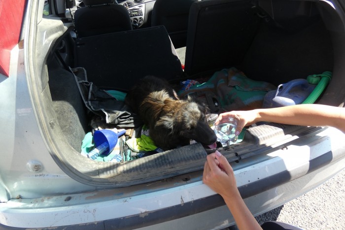 Ittas sofőrt fogtak, majd kiskutyát mentettek a rendőrök 1 | Vezess Ittas sofőrt fogtak, majd kiskutyát mentettek a rendőrök 1