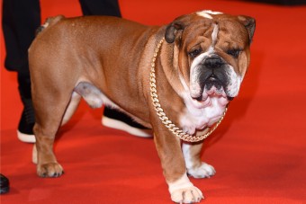 F1: Hamilton megőrült, vegánt csinált a kutyájából