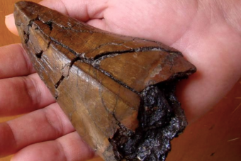 Ráleltek az eddigi legerősebb állati harapásnyomra