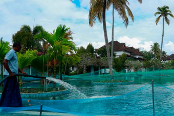 Halastó lett a luxusszálloda medencéjéből