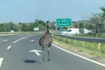 Egy emu rohangált a 4-es főúton az autók között