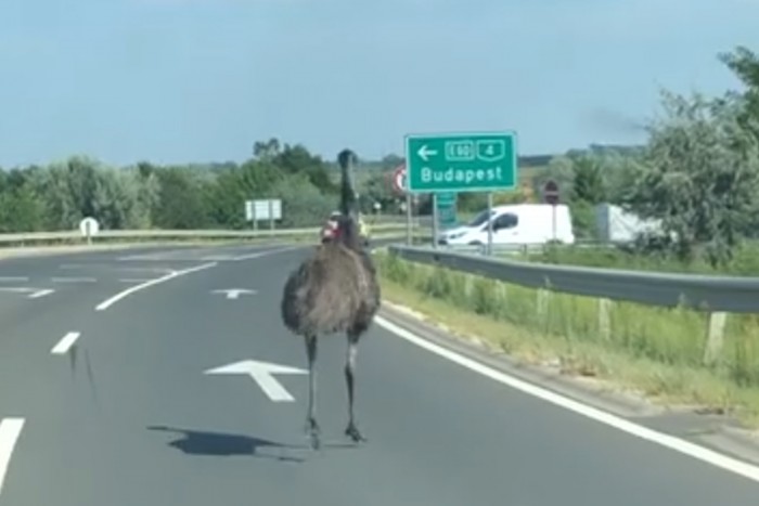 Egy emu rohangált a 4-es főúton az autók között
