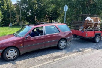 40-nel szállított tehenet, levezették az M7-esről