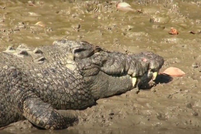 Ez az állat 7 tonnás erővel tudott harapni