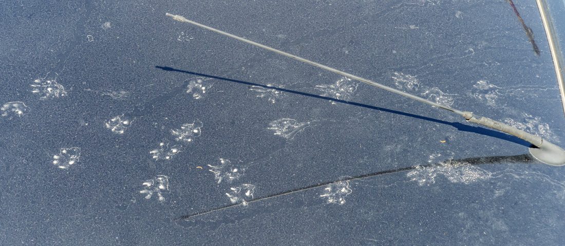 Vadállatok az autóban