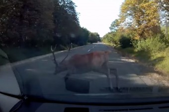 Eszméletlen felvételt készített egy hazai autós: centikre suhant el előtte a szarvas
