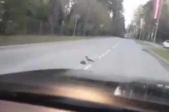 Sokan úgy gondolják, hogy ez a hét legcukibb videója