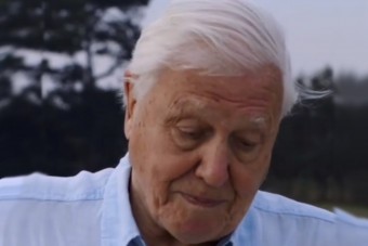 Üzent a 94 éves David Attenborough: hatalmas a baj