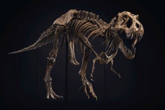 Elárverezik a világ egyik legnagyobb T-rex-csontvázát